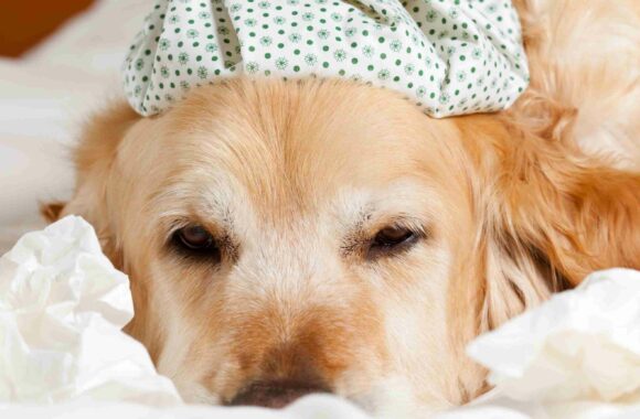 Profilaktyka i leczenie przeziębienia wśród kotów i psów
